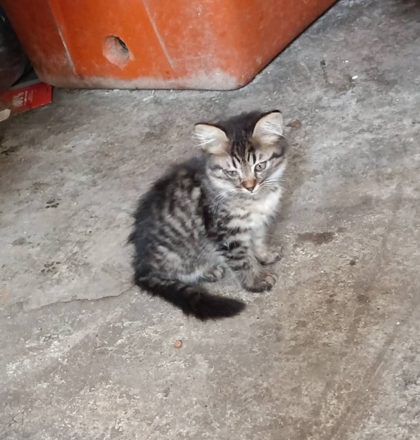 Kitten  - Maine Coon Cat