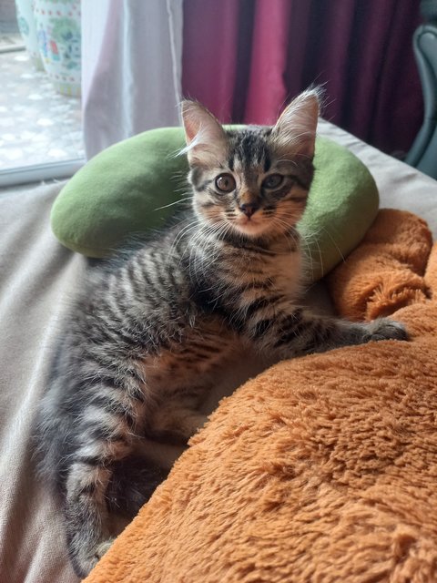 Kitten  - Maine Coon Cat