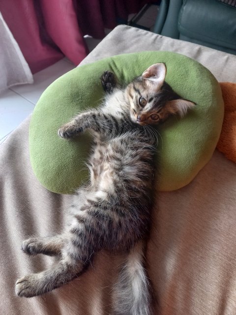 Kitten  - Maine Coon Cat