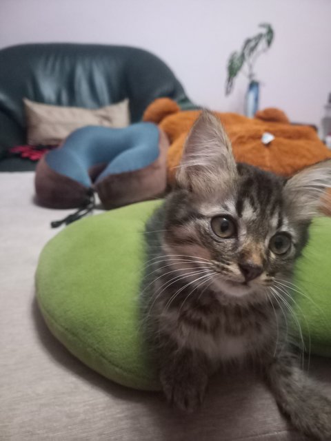 Kitten  - Maine Coon Cat