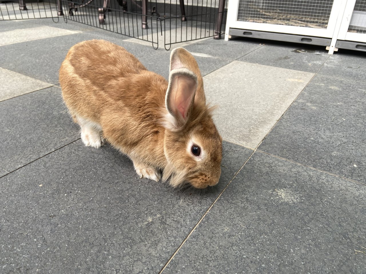 Little Bun - Lionhead Rabbit