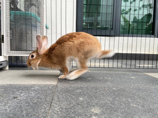 Little Bun - Lionhead Rabbit