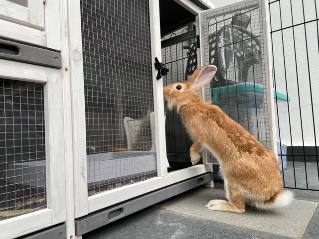 Little Bun - Lionhead Rabbit