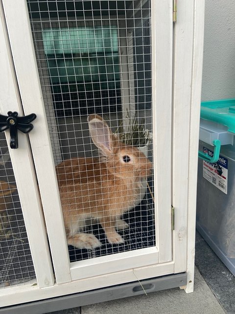 Little Bun - Lionhead Rabbit