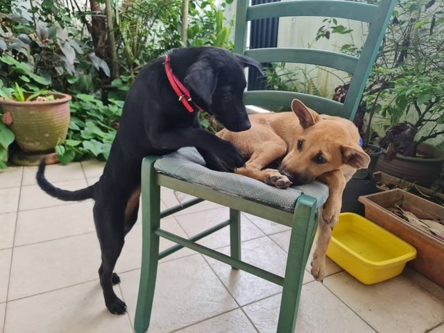 Ebby And Chokie - Mixed Breed Dog