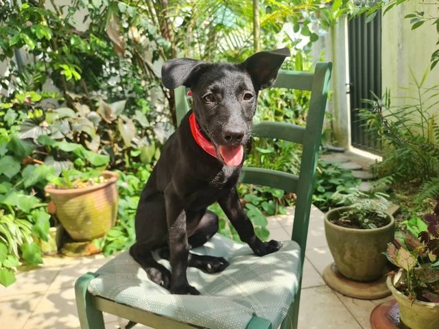 Ebby And Chokie - Mixed Breed Dog