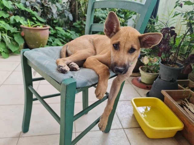 Ebby And Chokie - Mixed Breed Dog