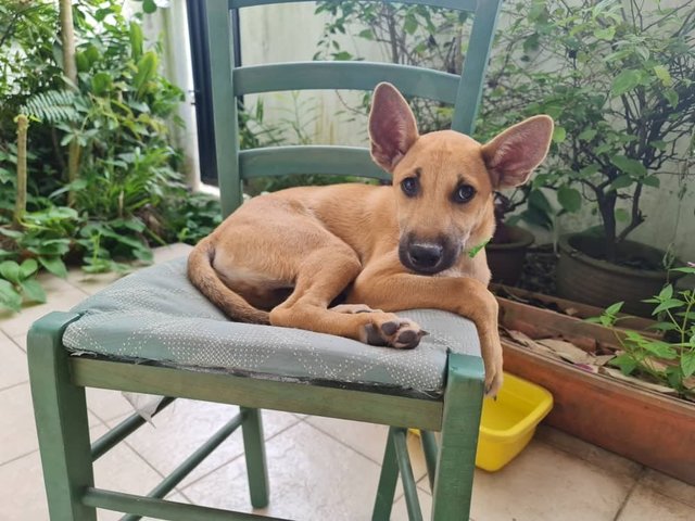 Ebby And Chokie - Mixed Breed Dog