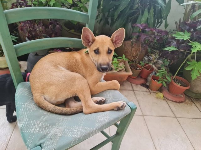 Ebby And Chokie - Mixed Breed Dog