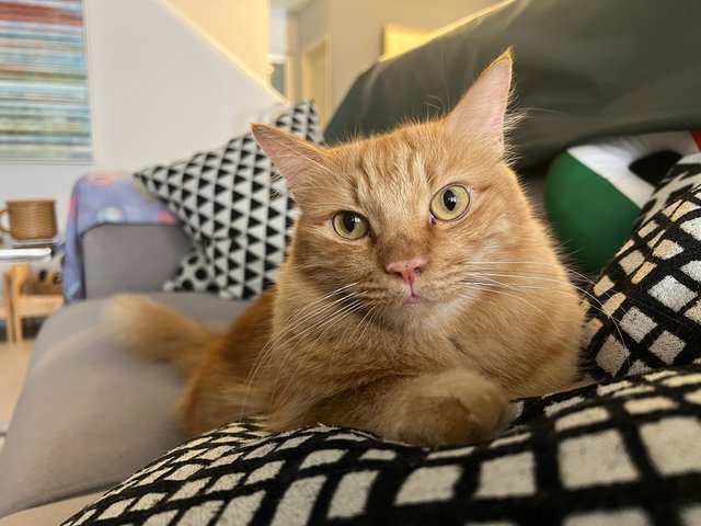 Louie - Domestic Medium Hair Cat