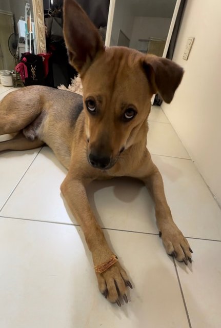 Milo Adult - Mixed Breed Dog