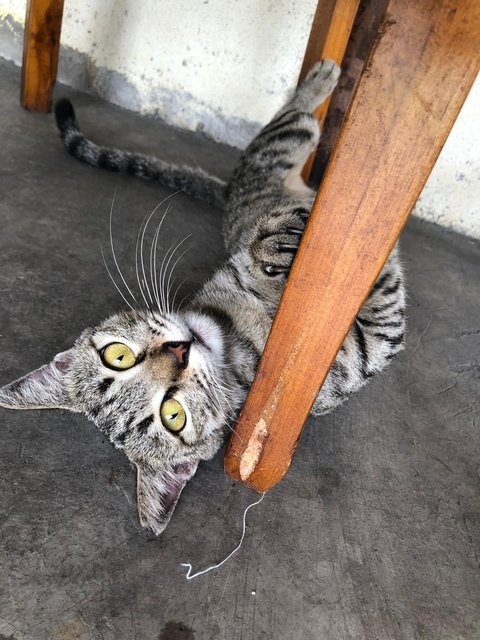 Sophie - Domestic Short Hair Cat