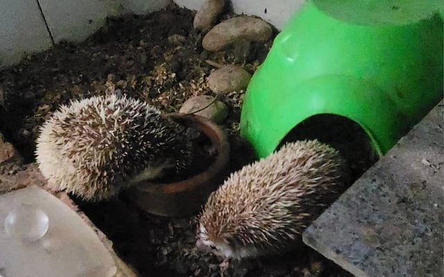 Hedgy - Hedgehog Small & Furry