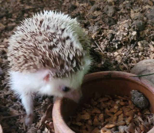 Hedgy - Hedgehog Small & Furry