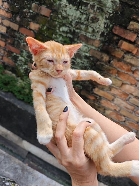 Garfield Baby - Domestic Short Hair Cat