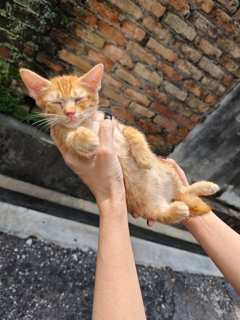 Garfield Baby - Domestic Short Hair Cat