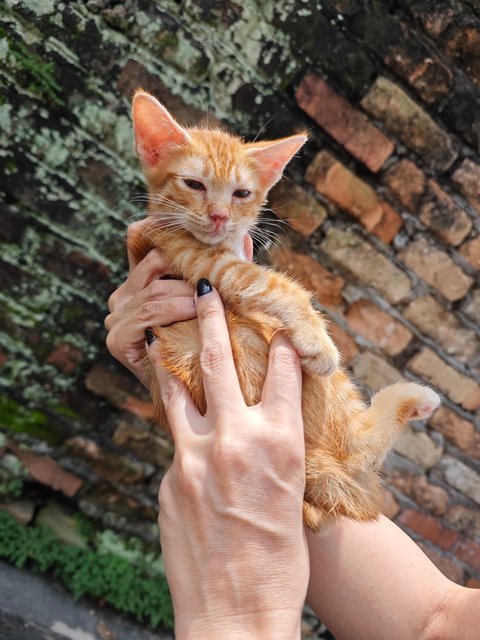 Garfield Baby - Domestic Short Hair Cat