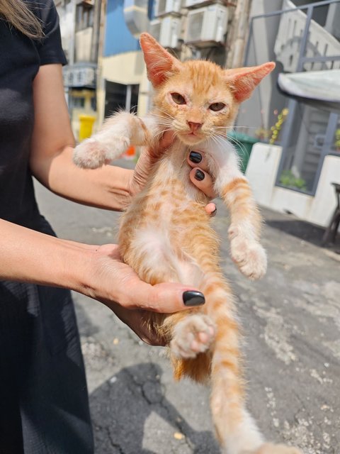 Garfield Baby - Domestic Short Hair Cat