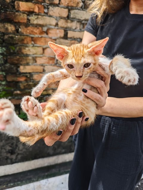 Garfield Baby - Domestic Short Hair Cat