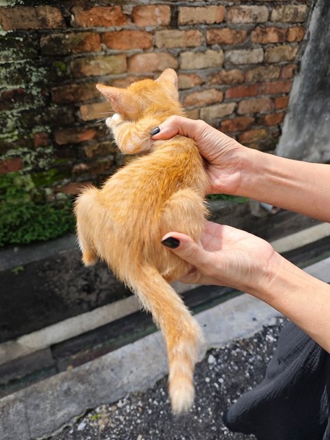 Garfield Baby - Domestic Short Hair Cat