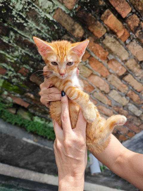 Garfield Baby - Domestic Short Hair Cat