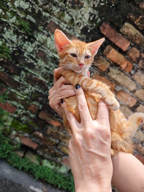 Garfield Baby - Domestic Short Hair Cat