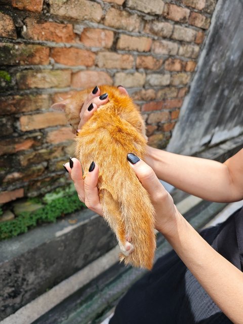 Garfield Baby - Domestic Short Hair Cat