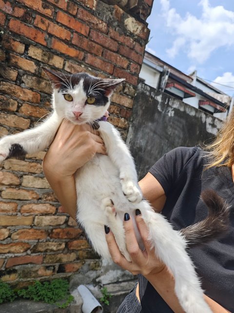 Dotty - Domestic Short Hair Cat