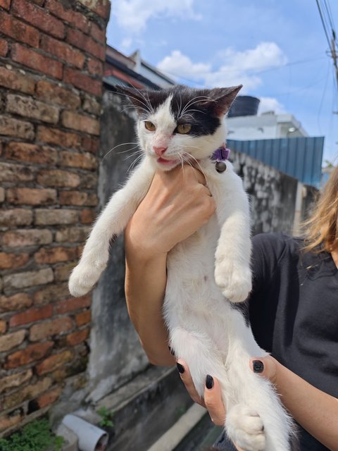 Dotty - Domestic Short Hair Cat