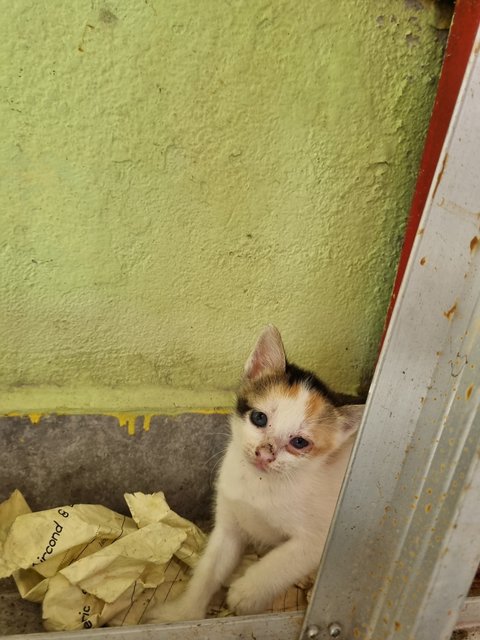 Trisha  - Calico Cat