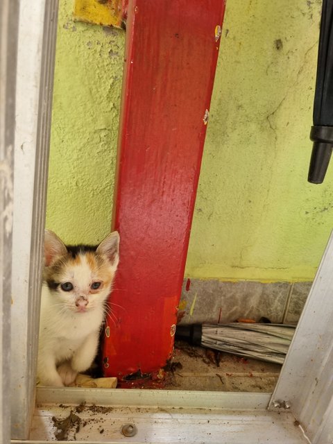 Trisha  - Calico Cat