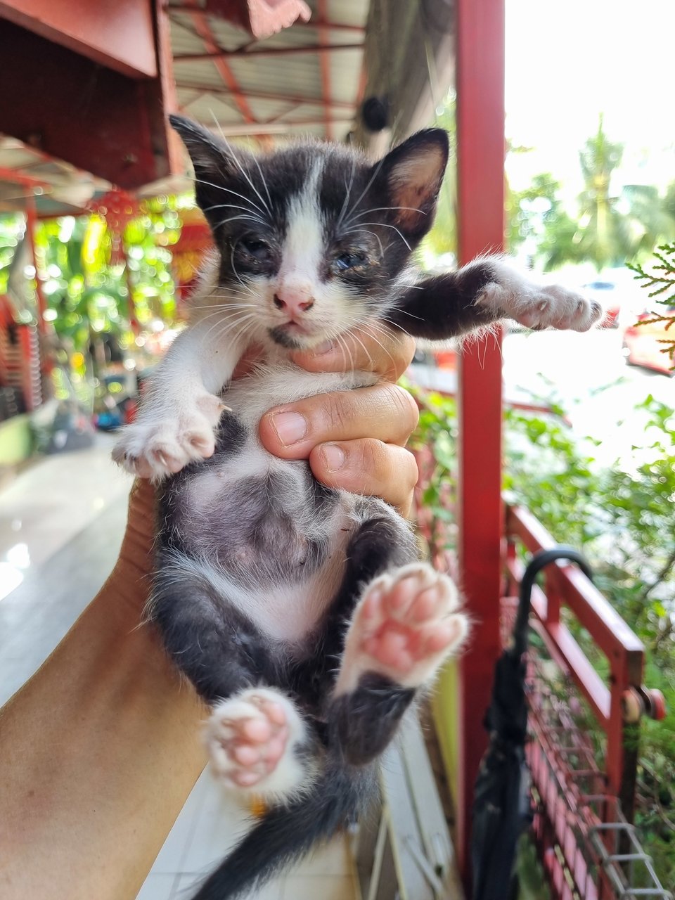 Ethane  - Tuxedo Cat