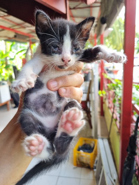 Ethane  - Tuxedo Cat