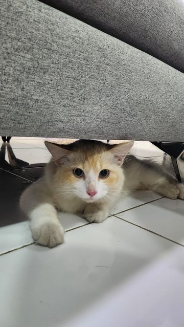 Too Cute But No Name - Domestic Long Hair Cat