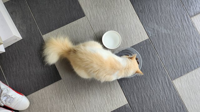 Too Cute But No Name - Domestic Long Hair Cat