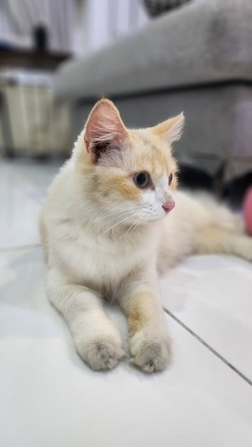 Too Cute But No Name - Domestic Long Hair Cat
