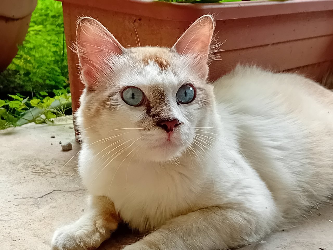 Blue - Siamese + Domestic Medium Hair Cat