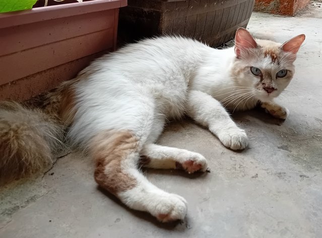 Blue - Siamese + Domestic Medium Hair Cat