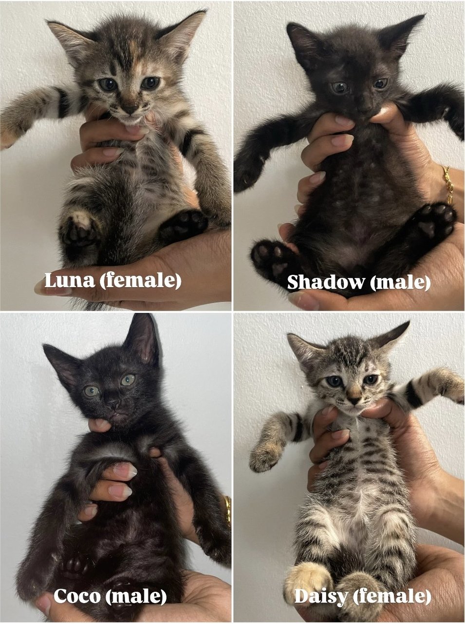 Luna, Daisy, Coco, Shadow - Domestic Medium Hair Cat