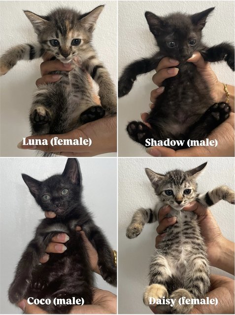 Luna, Daisy, Coco, Shadow - Domestic Medium Hair Cat