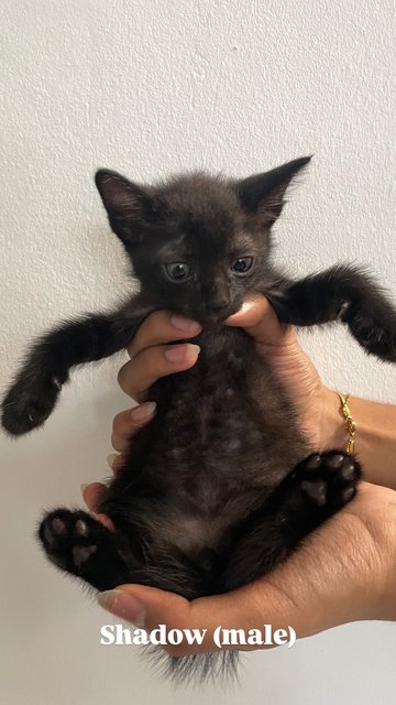 Luna, Daisy, Coco, Shadow - Domestic Medium Hair Cat