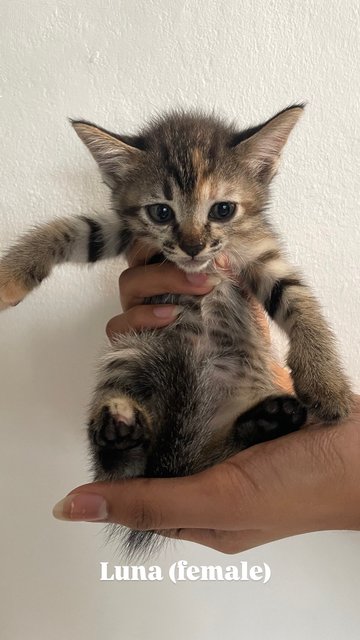 Luna, Daisy, Coco, Shadow - Domestic Medium Hair Cat