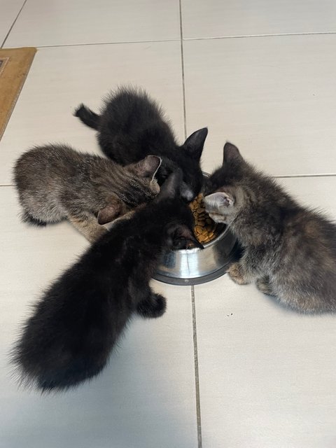 Luna, Daisy, Coco, Shadow - Domestic Medium Hair Cat