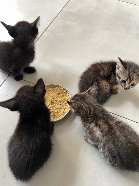 Luna, Daisy, Coco, Shadow - Domestic Medium Hair Cat