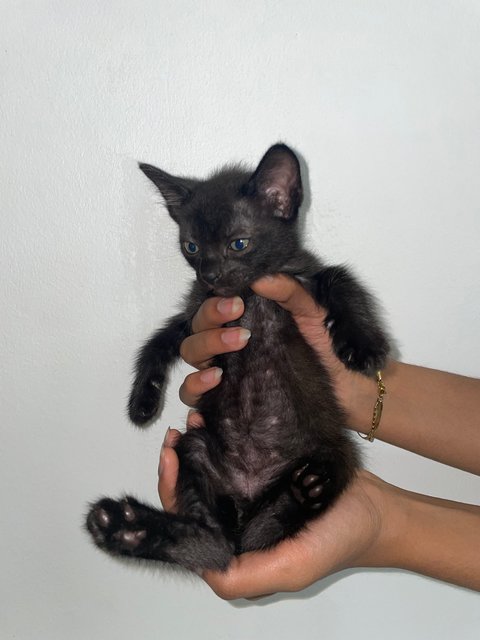 Luna, Daisy, Coco, Shadow - Domestic Medium Hair Cat