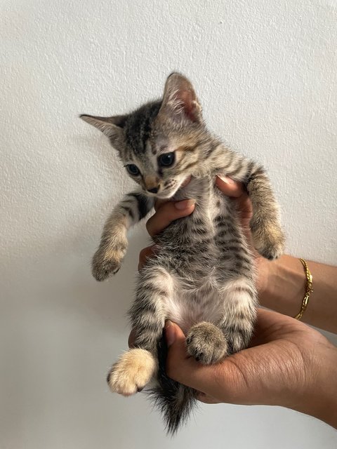 Luna, Daisy, Coco, Shadow - Domestic Medium Hair Cat