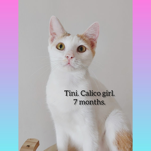 Tini - Domestic Short Hair Cat