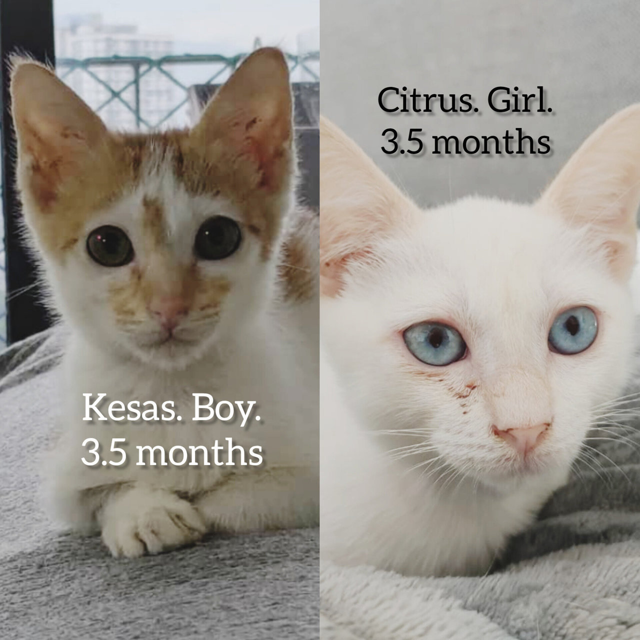 Kesas &amp; Citrus  - Domestic Short Hair Cat