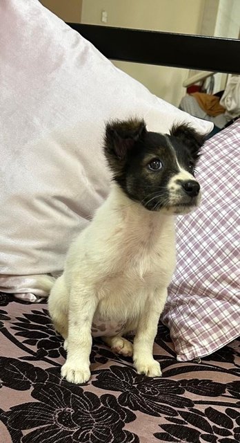 German Spitz Mixed  - German Spitz Dog