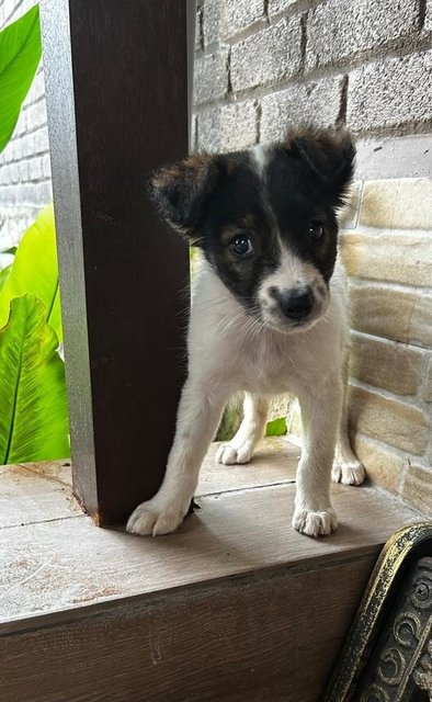 German Spitz Mixed  - German Spitz Dog